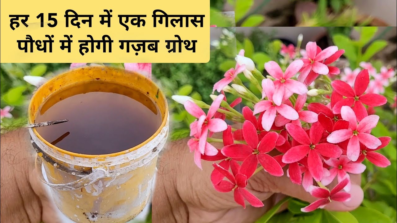 मधुमालती मे आएँगे सैकड़ों फूल / हर 15 दिन मे एक गिलास जड़ो मे डाल दो / Rangoon Creeper Fertilizer