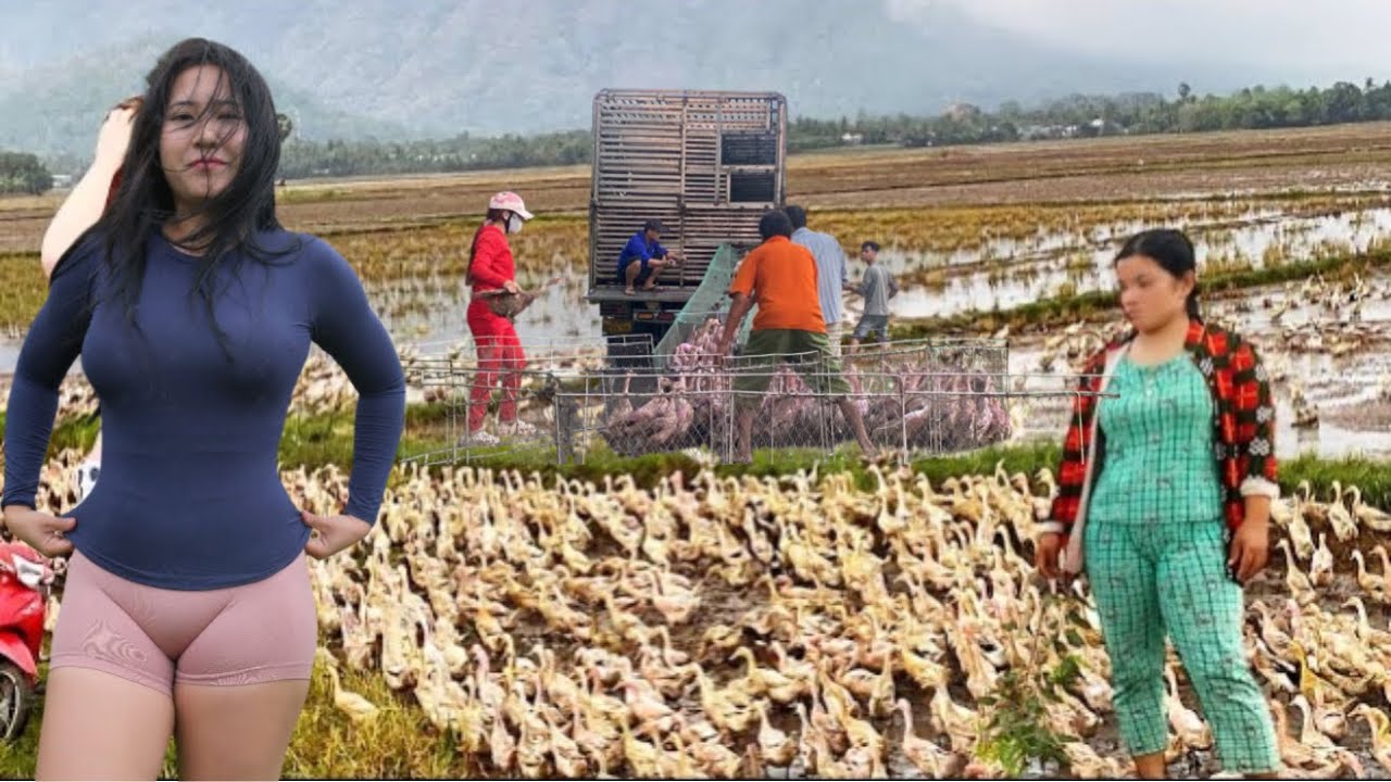 Full video: Scene of trucks transporting ducks from the farm to the countryside.