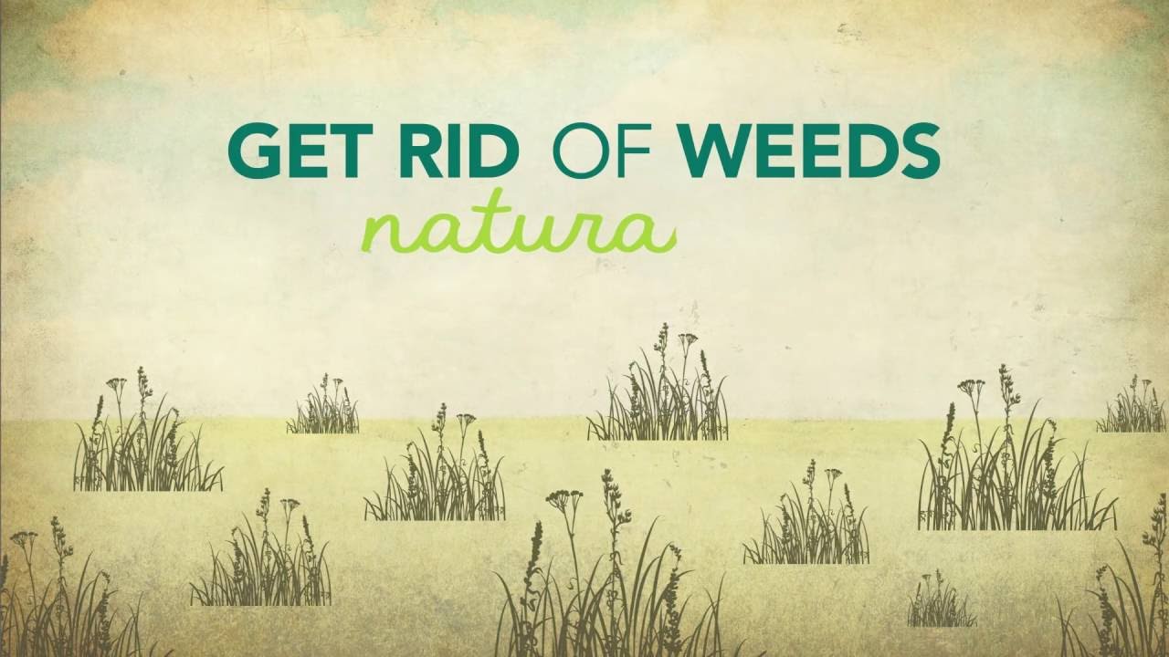 How to Kill Weeds Naturally