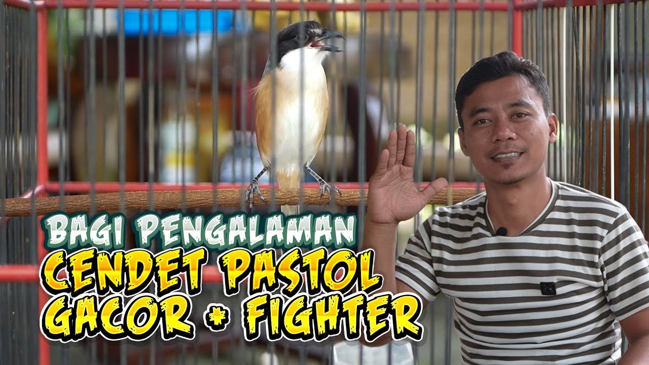 Perawatan Cendet Pastol Biar Gacor dan Punya Jiwa Petarung
