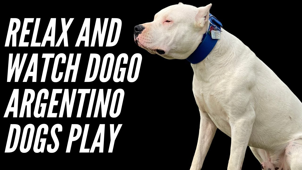 DOGO ARGENTINOS | RELAX AND UNWIND WHILE WATCHING DOGS PLAY