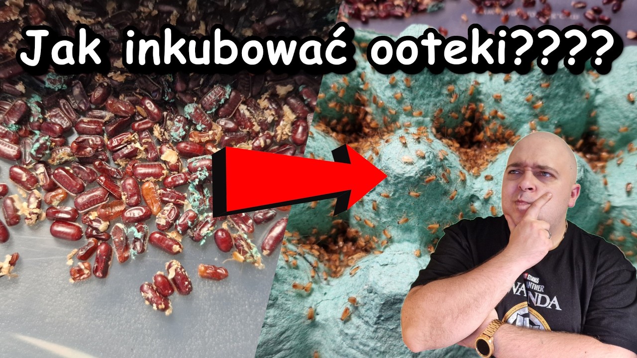Jak inkubować ooteki karaczana tureckiego?