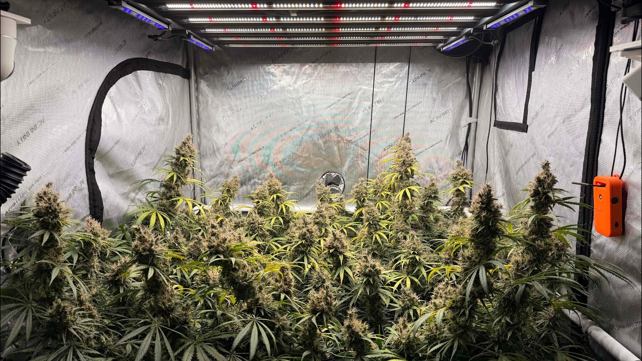 Cannabis Timelapse Royal gorilla grow in RDWC. One plant turned out to be male so one plant grow.