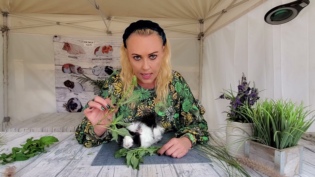 Life Span of a Guinea Pig