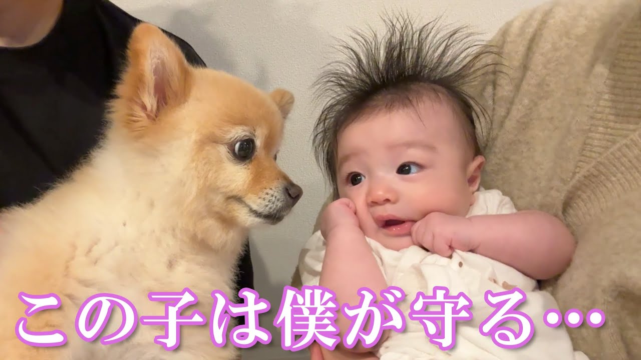 赤ちゃんの様子を常に心配する過保護なポメラニアンの育児に密着