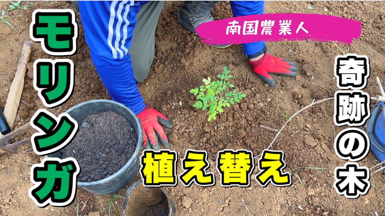 【モリンガ】モリンガのポットから畑に植え替えのポイント！#与論島 #ヨロン島 #モリンガ栽培 #モリンガ #モリンガ植える　#植え替え