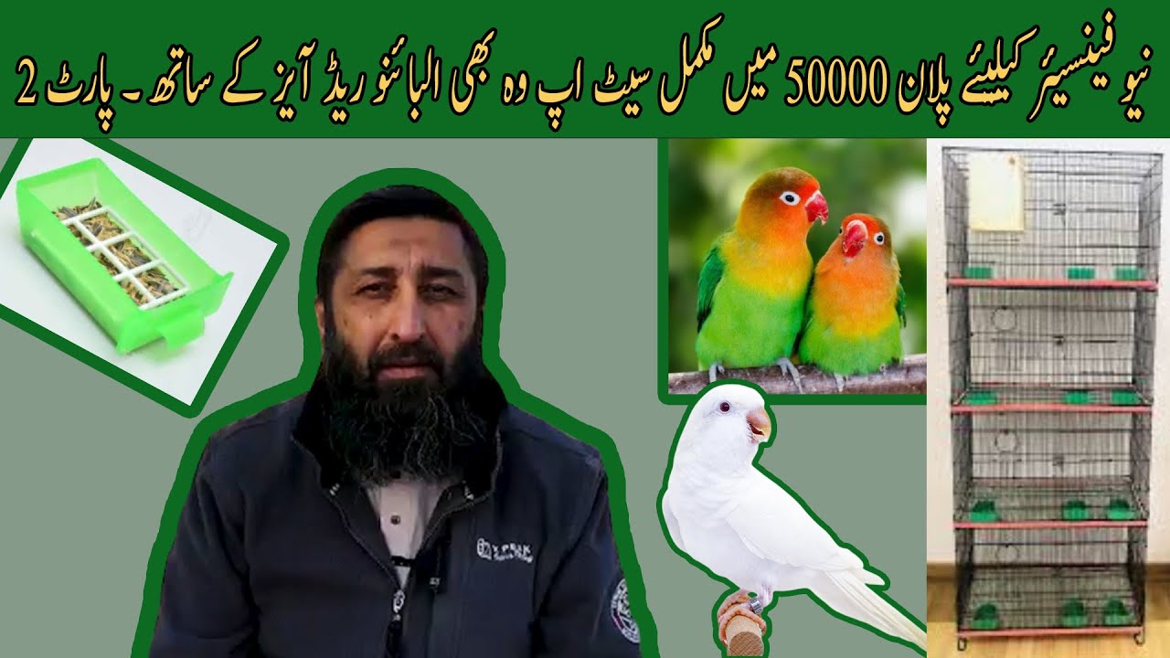 Rs 50,000 Lovebirds Full Setup Plan With Albino Red Eyes |نیو فینسیئر کیلیئے پلان |Part 2 #lovebirds