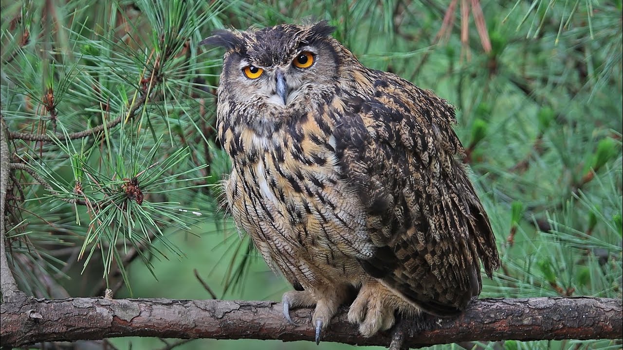 부엉이를 보면 복이 옵니다. 4K  Seeing an owl brings good luck. #owl #부엉이