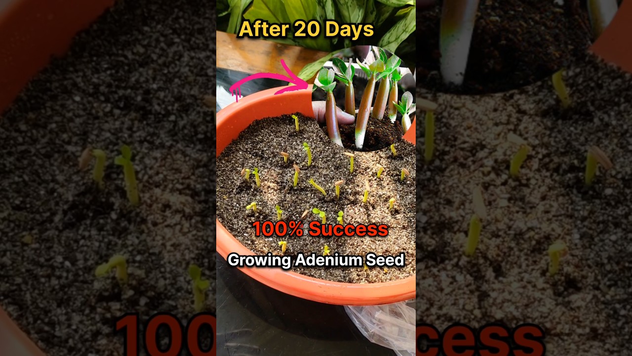 How to grow Adenium Plant from Seeds||Desert Rose Grow From Seeds