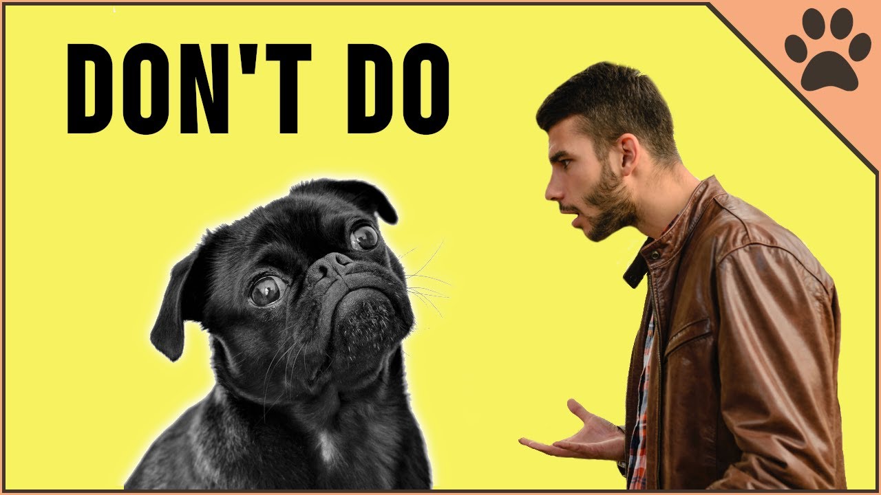 What Dogs HATE The Most - Worst 10 Things