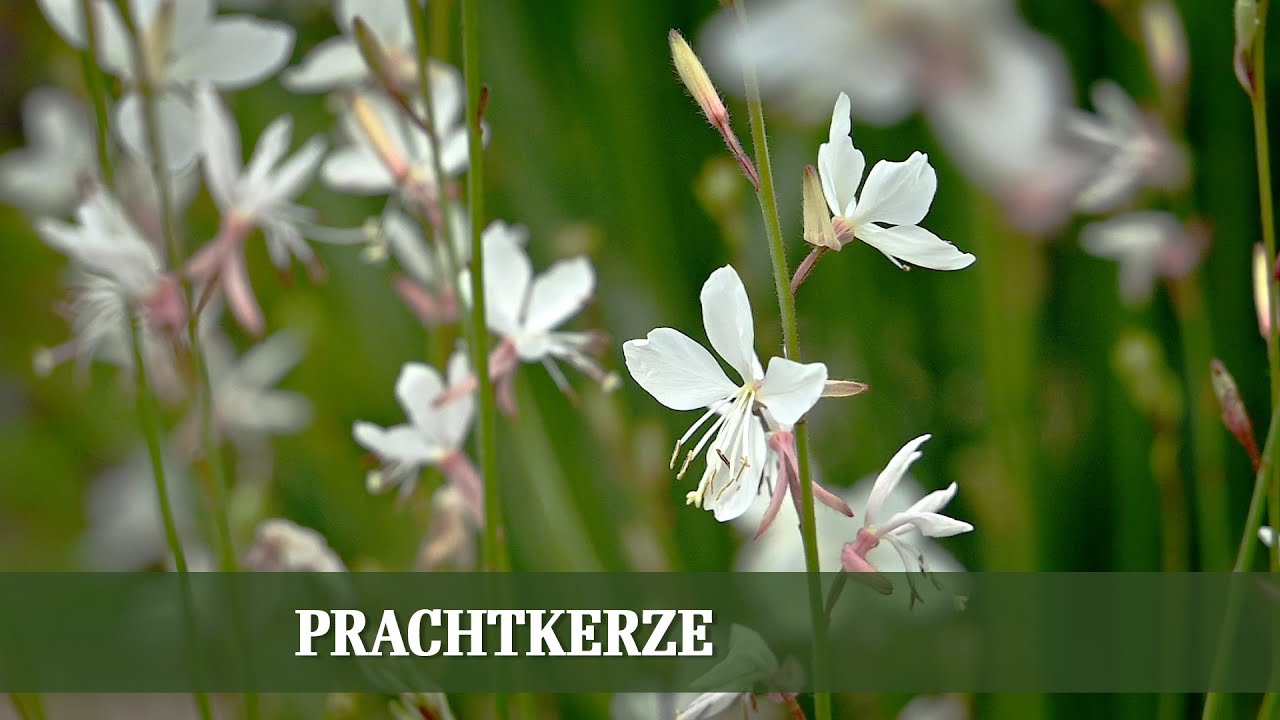 Prachtkerze Gaura lindheimeri - eine pflegeleichte Staude für jeden Garten