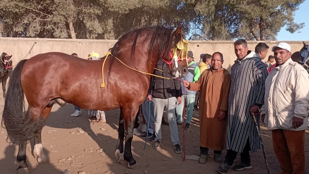 حميدطيكطوك الخوت اليوم سوق الخميسات منور