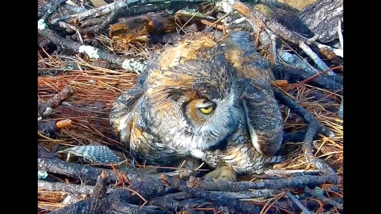 🦉 Willow Toys with Armadillo Skin | Eagle Country Great Horned Owls