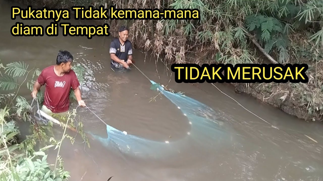 Pasang PUKAT HARIMAU dengan TEKHNIK tidak merusak #perangkapikan
