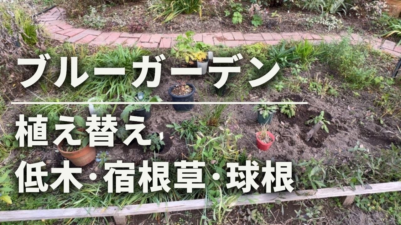 《ブルーガーデン植え替え》〇〇植え過ぎ！？育ちの悪い花壇を大幅リニューアル！／低木・宿根草・一年草・球根植え付け／カミキリ虫被害