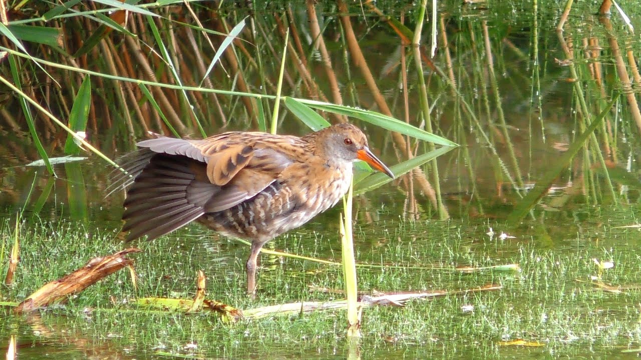 Waterral (water Rail)