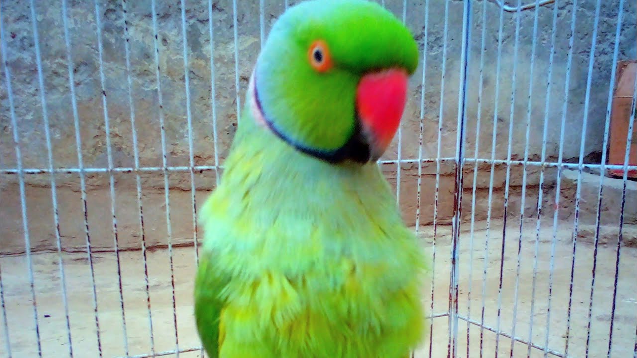 So cute and Beautiful parrot talking