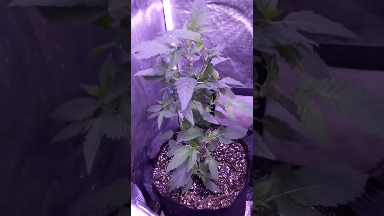 Late Flower Clones & Strawberry Cough Update Week 2-3 #cannabisgrowers #cannabiscommunity