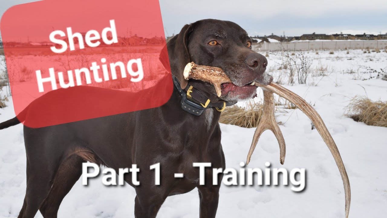Shed Hunting | Dog Training
