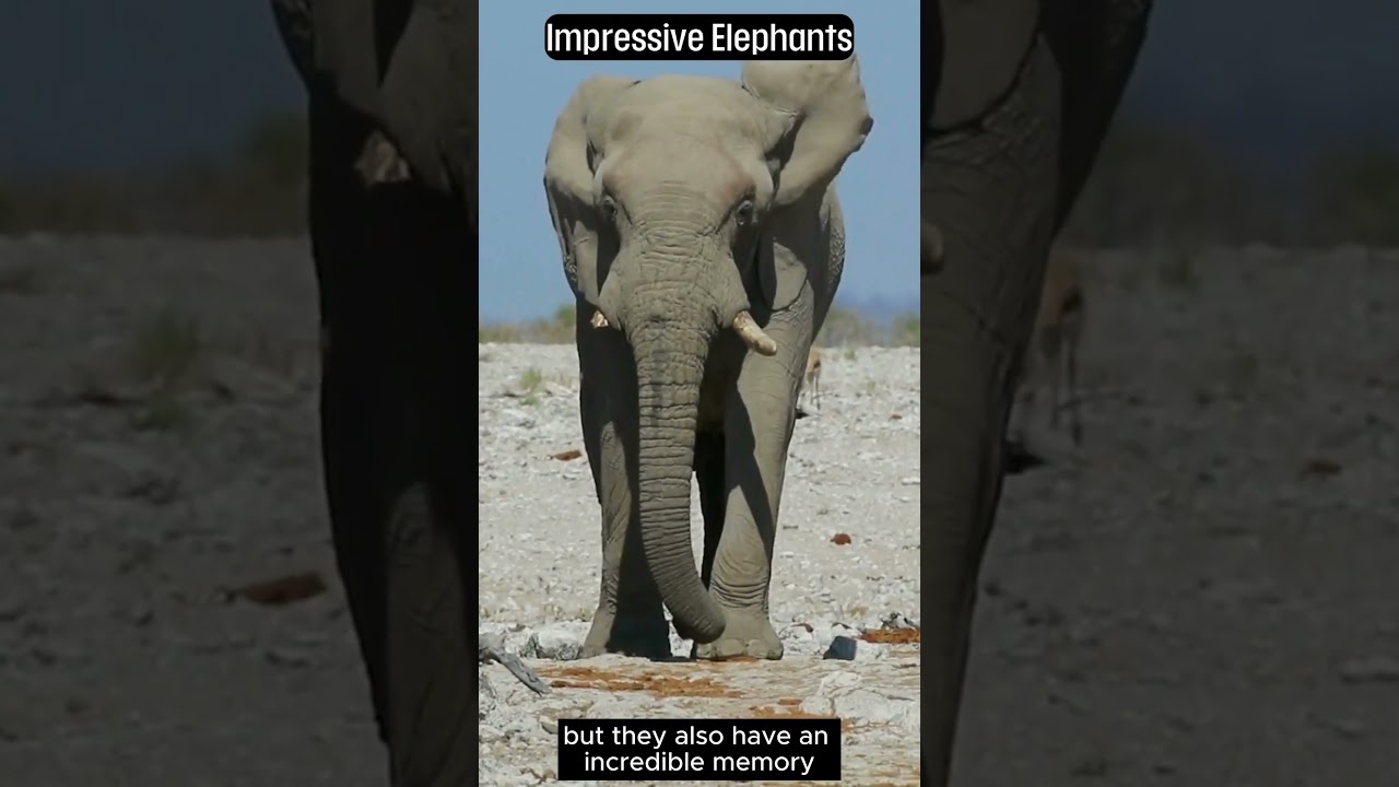 The Elephant: A Guide to Its Unique Characteristics #animals #wildlife #naturephotography #amazing