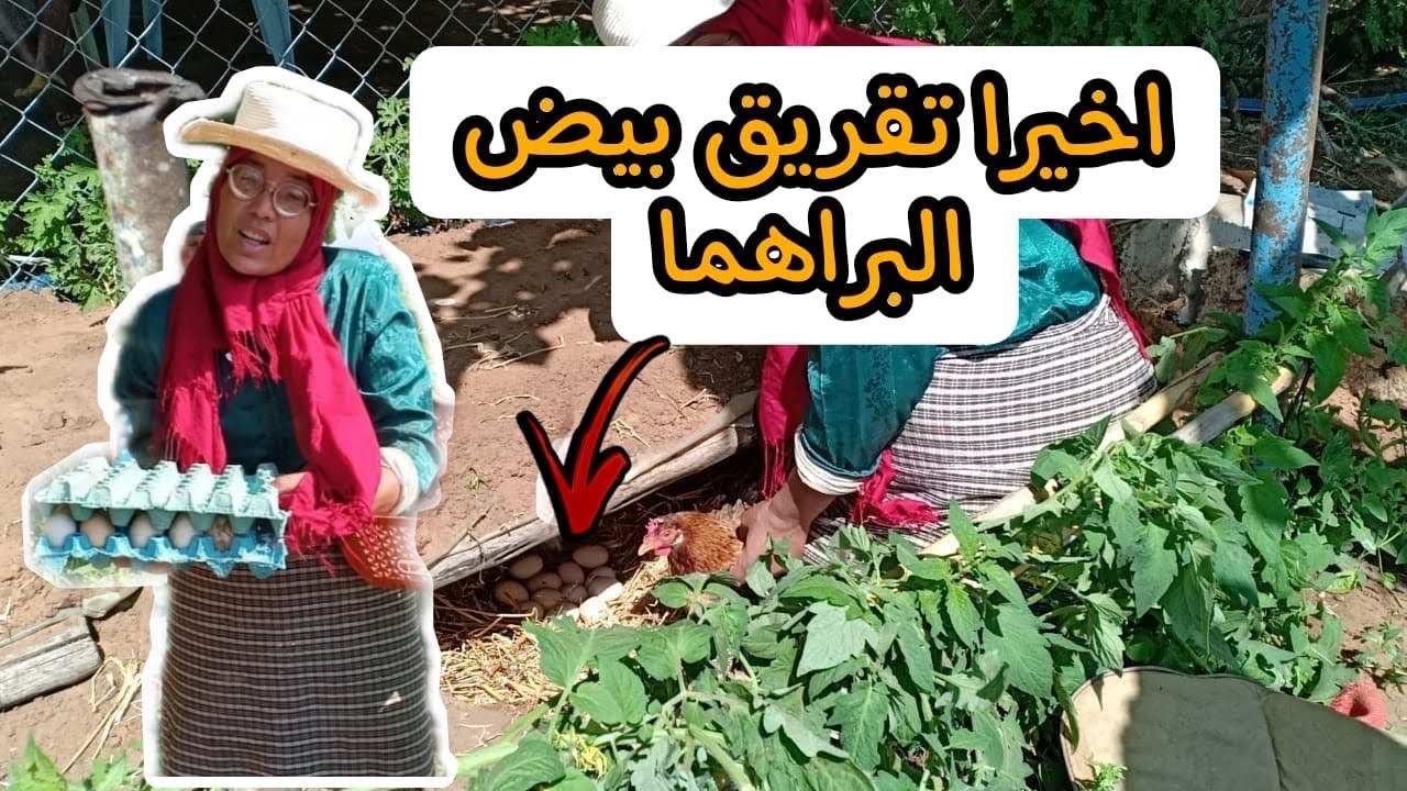 اخيرا بيض البراهما وصل لسميرة كفاش قرقاتو وشحال من وحدة دارت لكل دجاجة 🐔 قارقة فهاد الحرارة ☀️