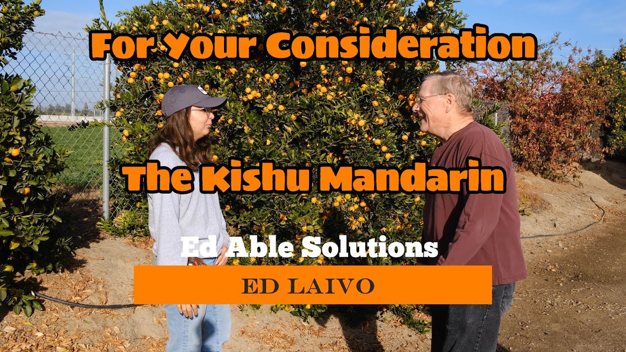 The Early Season  Kishu Mandarin, Ancient Variety With Munch Modern Appeal  For Your Consideration