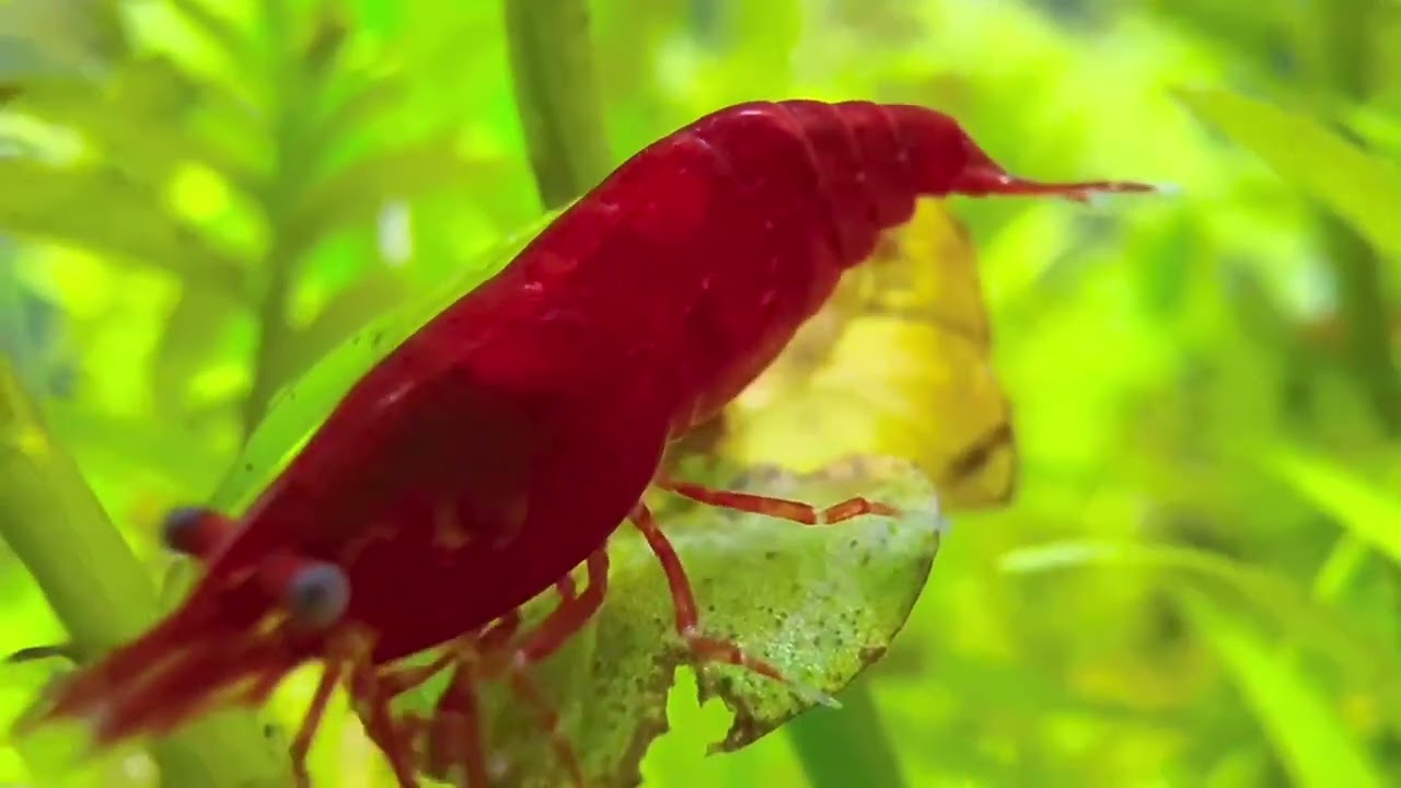 Cheery shrimps