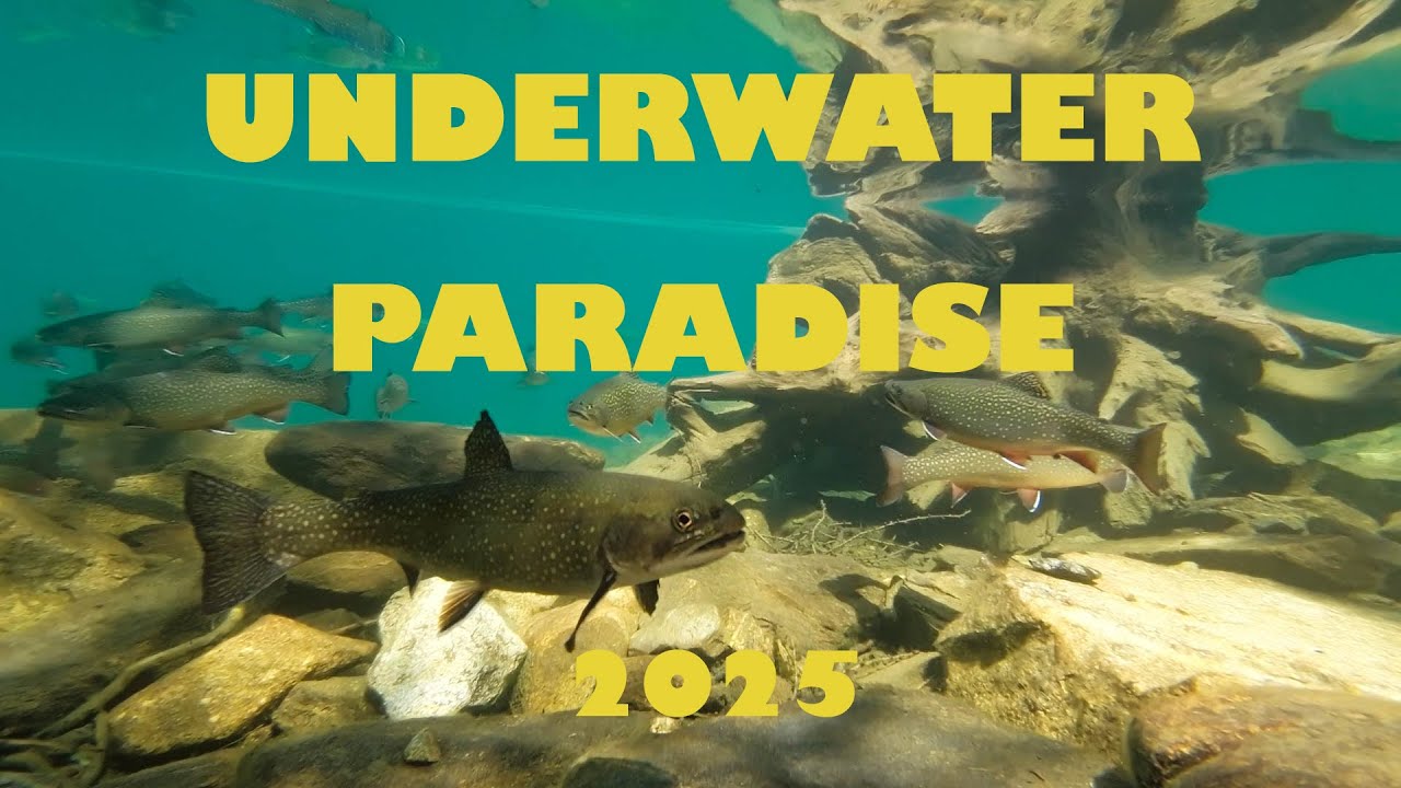 Underwater Paradise 2025