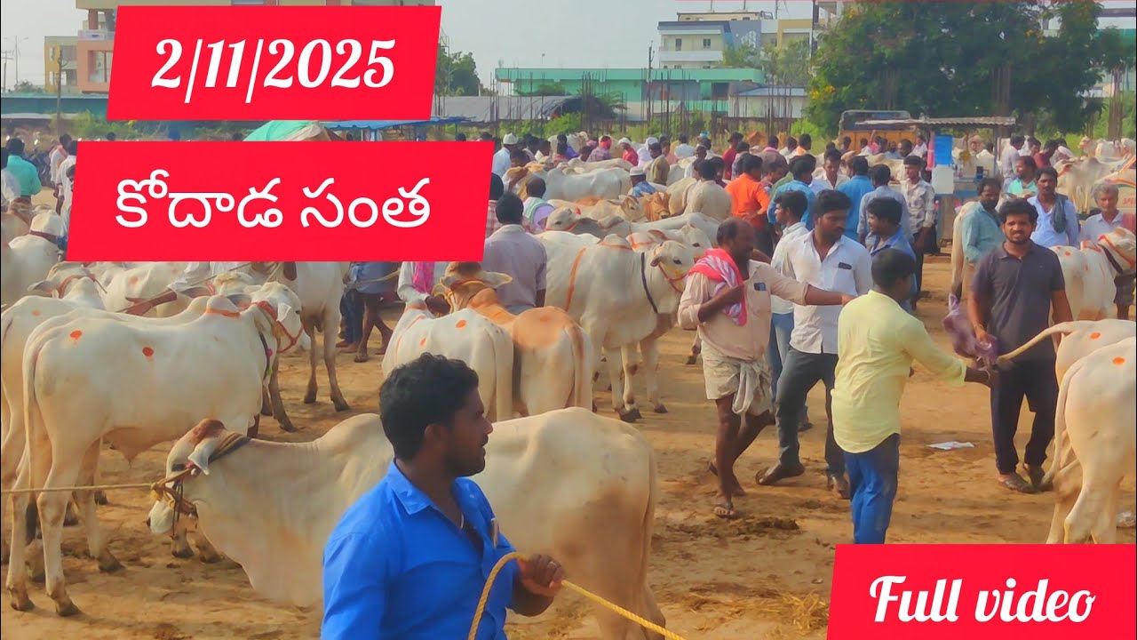 2/11/25 Kodad Bulls market #top quality Ongole Bulls in kodada #highlights 