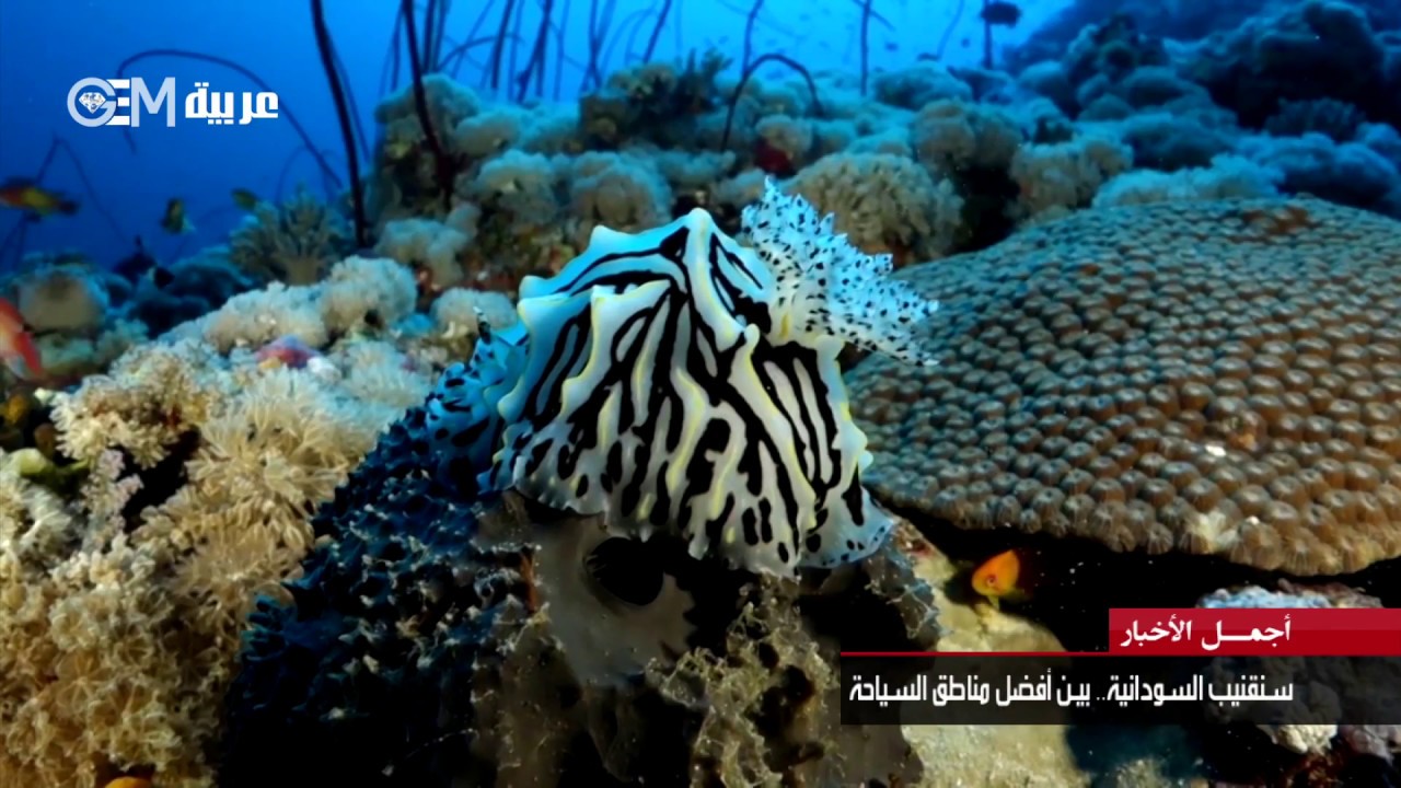 جزيرة سنقنيب السودانية