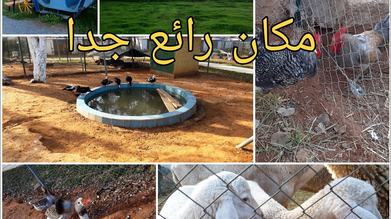 مكان جميل جدا للراحة النفسية بسلا 🥰🥰مطعم  مقهى و فضاء ألعابciat salé
