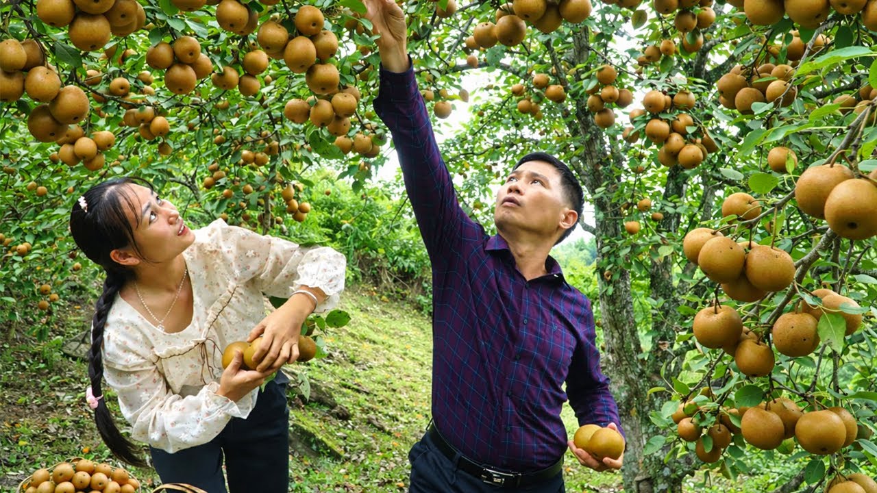 Pear Harvest Day: Couple Picking in Trees Heavy with Fruit