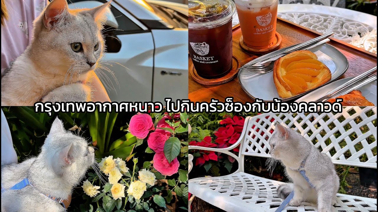 ชีวิตติดแมว EP. 05 • กรุงเทพอากาศหนาว พาน้องแมวไปคาเฟ่ครัวซ็อง ช้อปปิ้งอาหารเปียกน้องคลาวด์