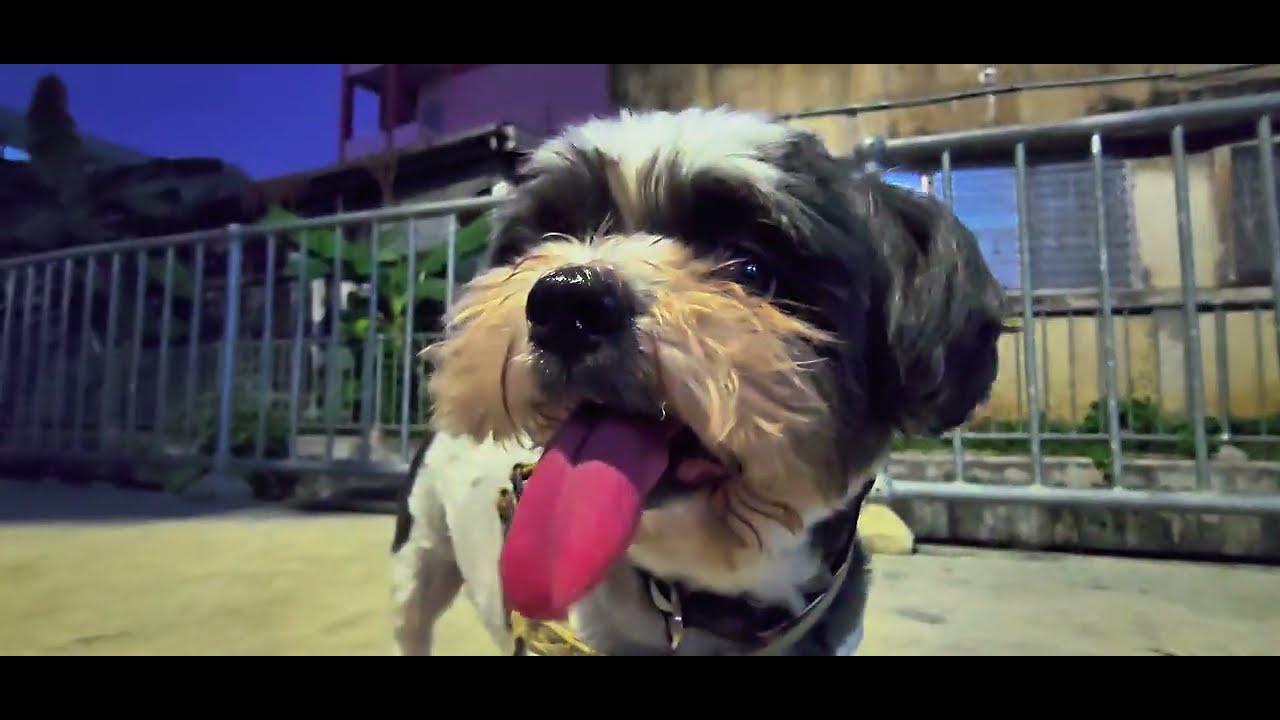 Where the sois have no name 🐾