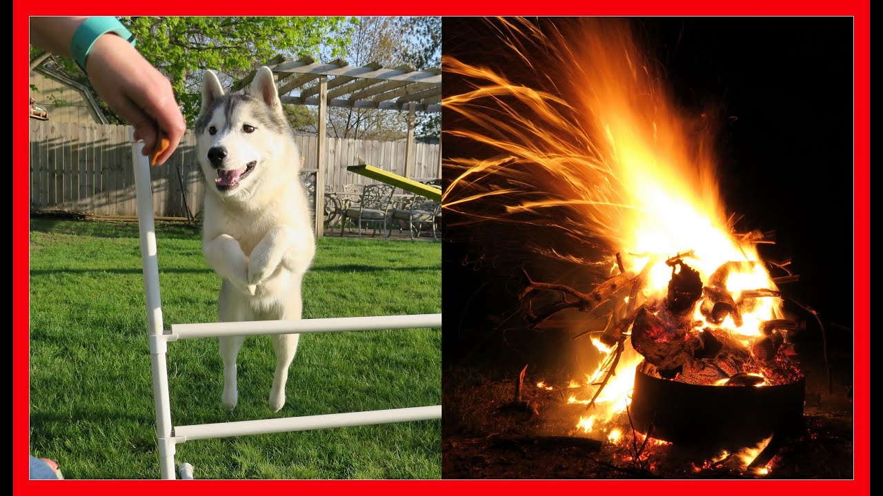 AGILITY DOGS and BIG FIRE
