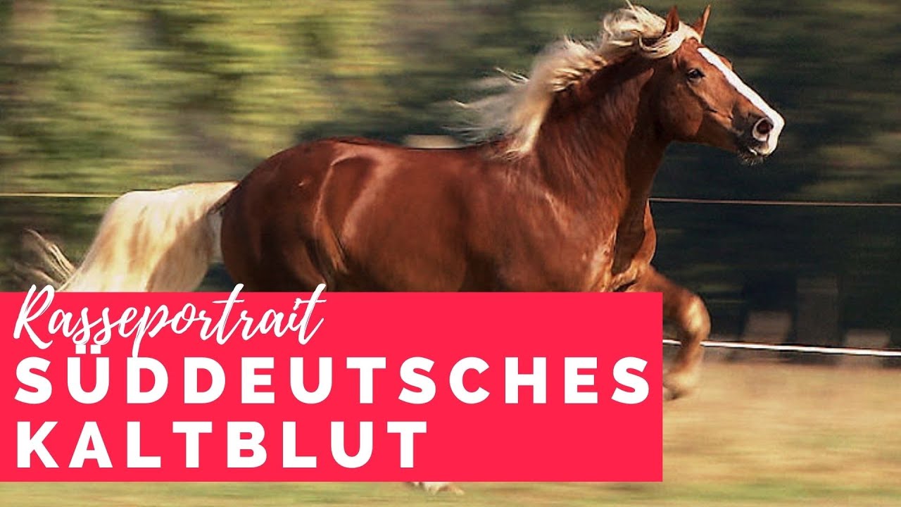 S&uuml;ddeutsches Kaltblut - Power pur