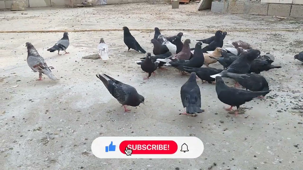 سبب يفسد البيض يطلع ويموت مايطلع من البيظه