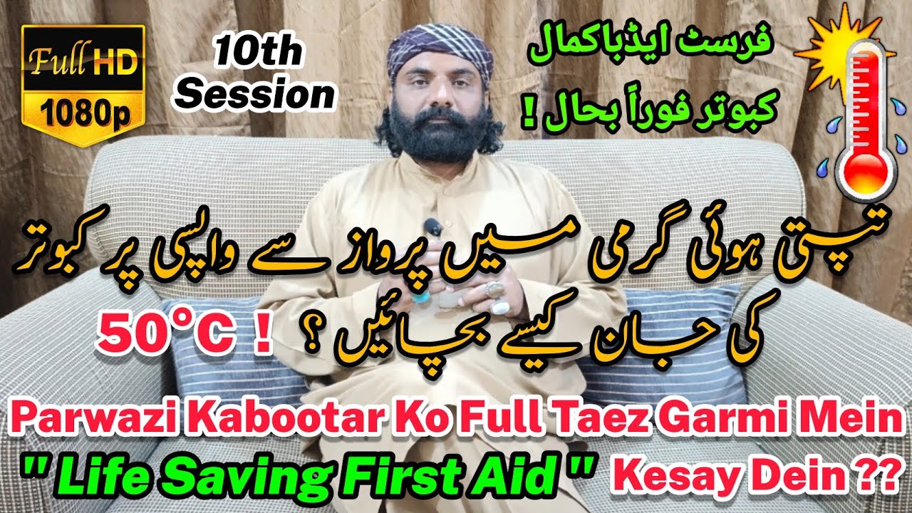 Kabootar Ki Full Taez Garmi Mein Parwaz Se Wapsi Par Jaan Kesay Bachayein | First Aid at 50°C | Jeth