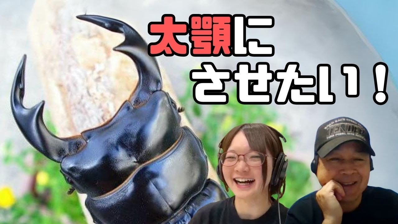 アンタエウスオオクワガタ飼育方法！太顎&大きくさせるコツは？｜【クワカブ広場】名人Shihoのクワカブ相談室！広場会員は無料で配信中！〈2号切り抜き〉　#カブトムシ #クワガタ #クワカブ #昆虫