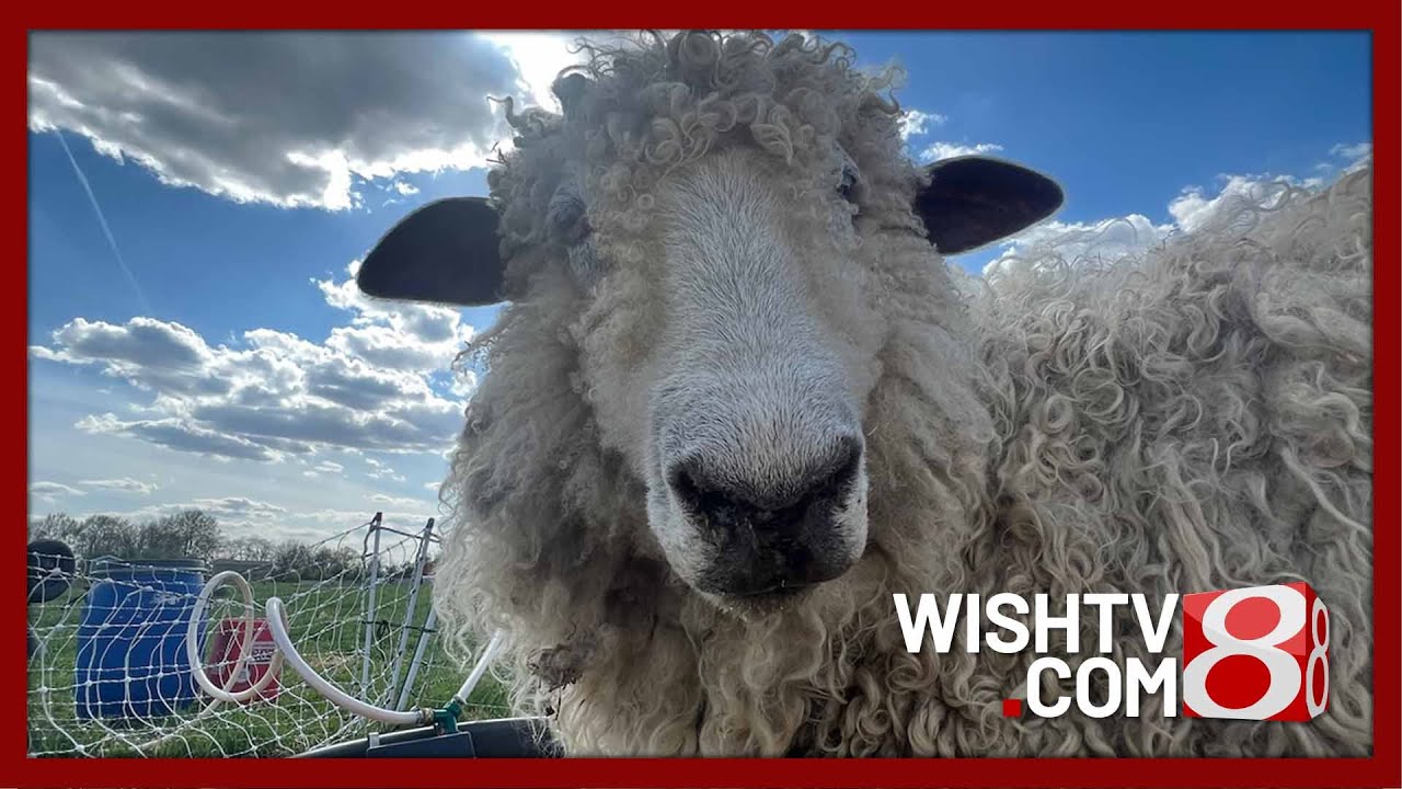 Indiana Grown: IrishMudd Farms connecting to community with livestock and farm goods