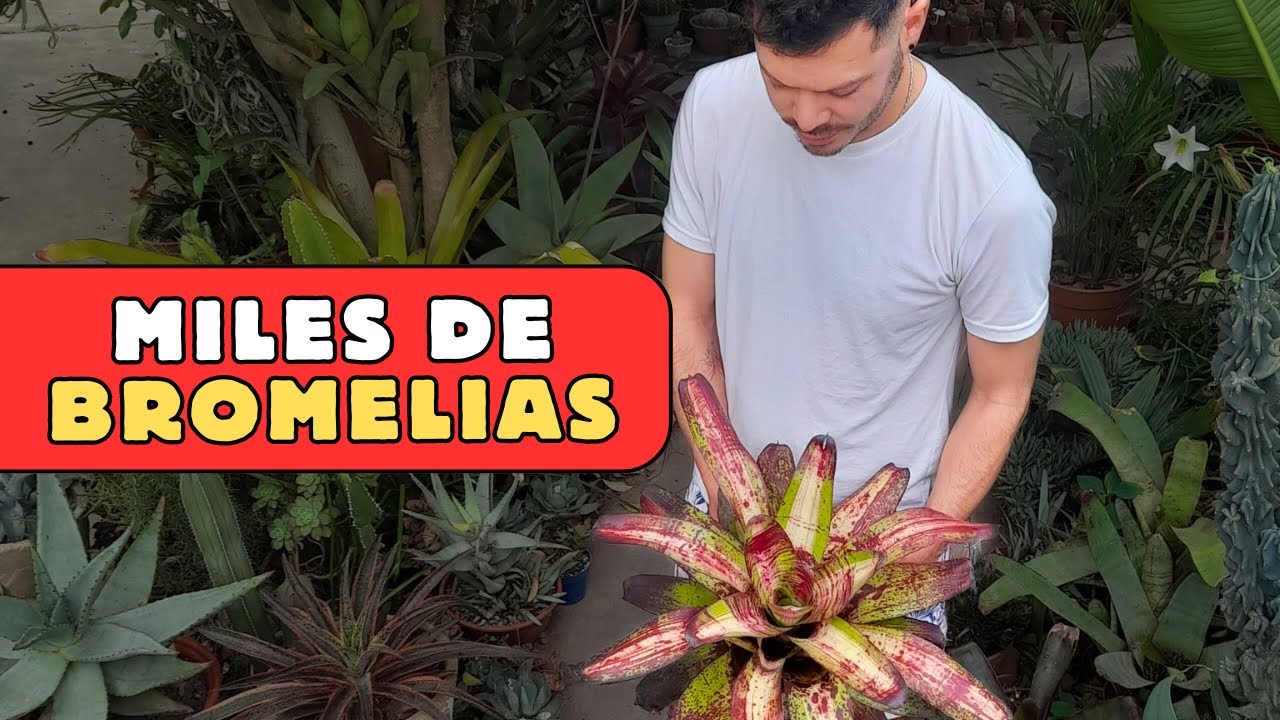 COMO REPRODUCIR BROMELIAS DESDE SEMILLAS | Botanico.0