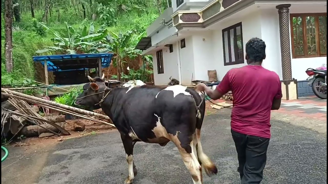 ഇന്ദിരയെ ഫാമിൽ നിന്ന് വീട്ടിൽ കൊണ്ടു വന്നു 🐄😊❤