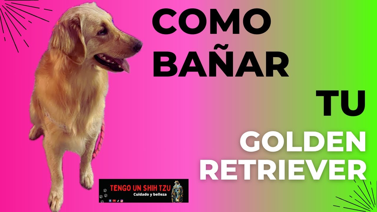 CÓMO BAÑAR UN GOLDEN RETRIEVER