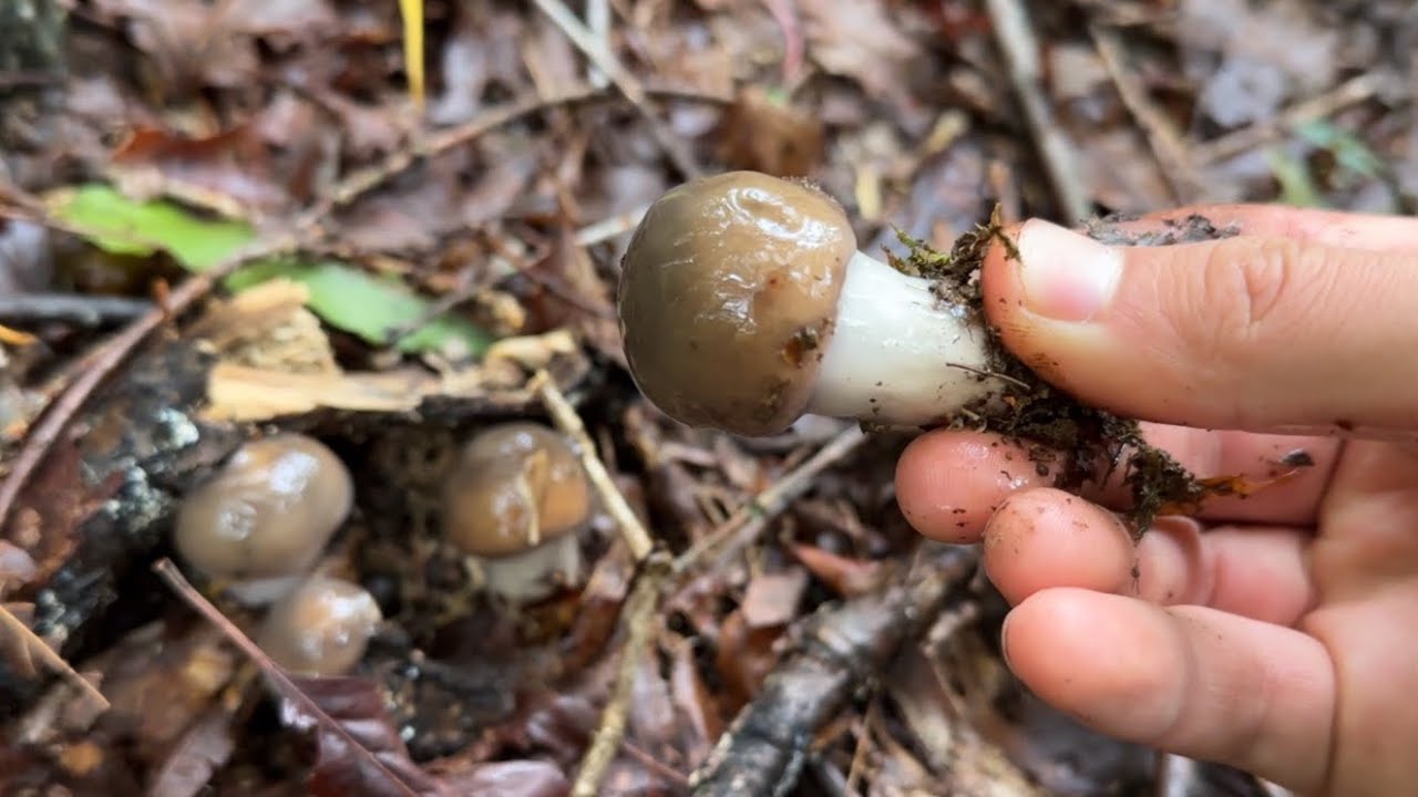 きのこ狩りして豪華なクリーム煮作る