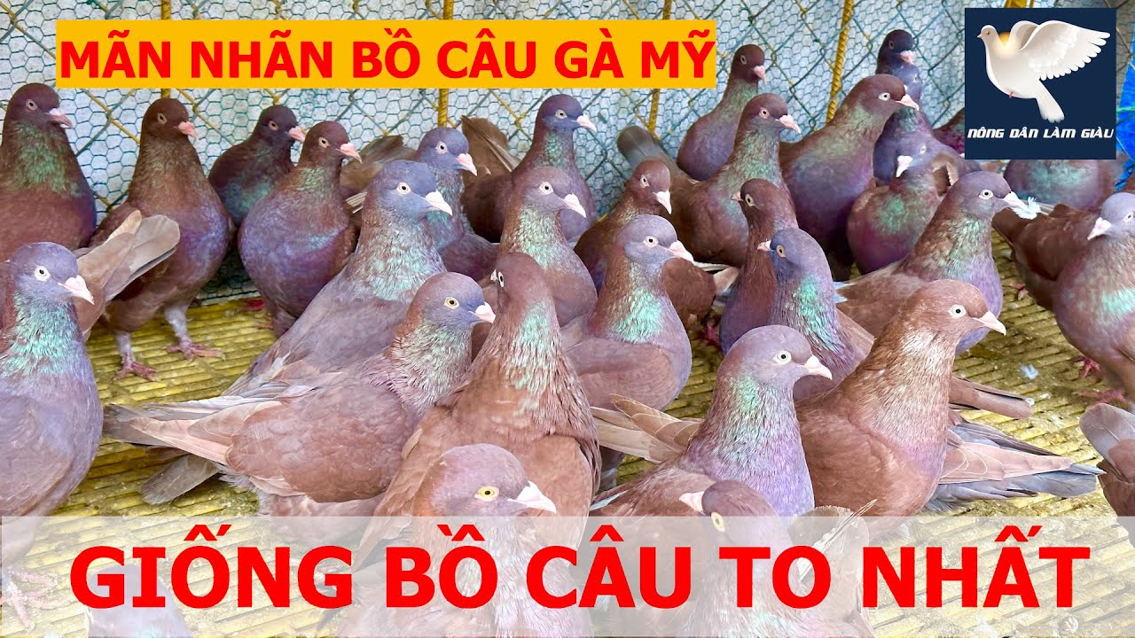 Cận cảnh hàng trăm cặp Bồ câu GÀ MỸ khổng lồ cực đẹp | Nông dân làm giàu