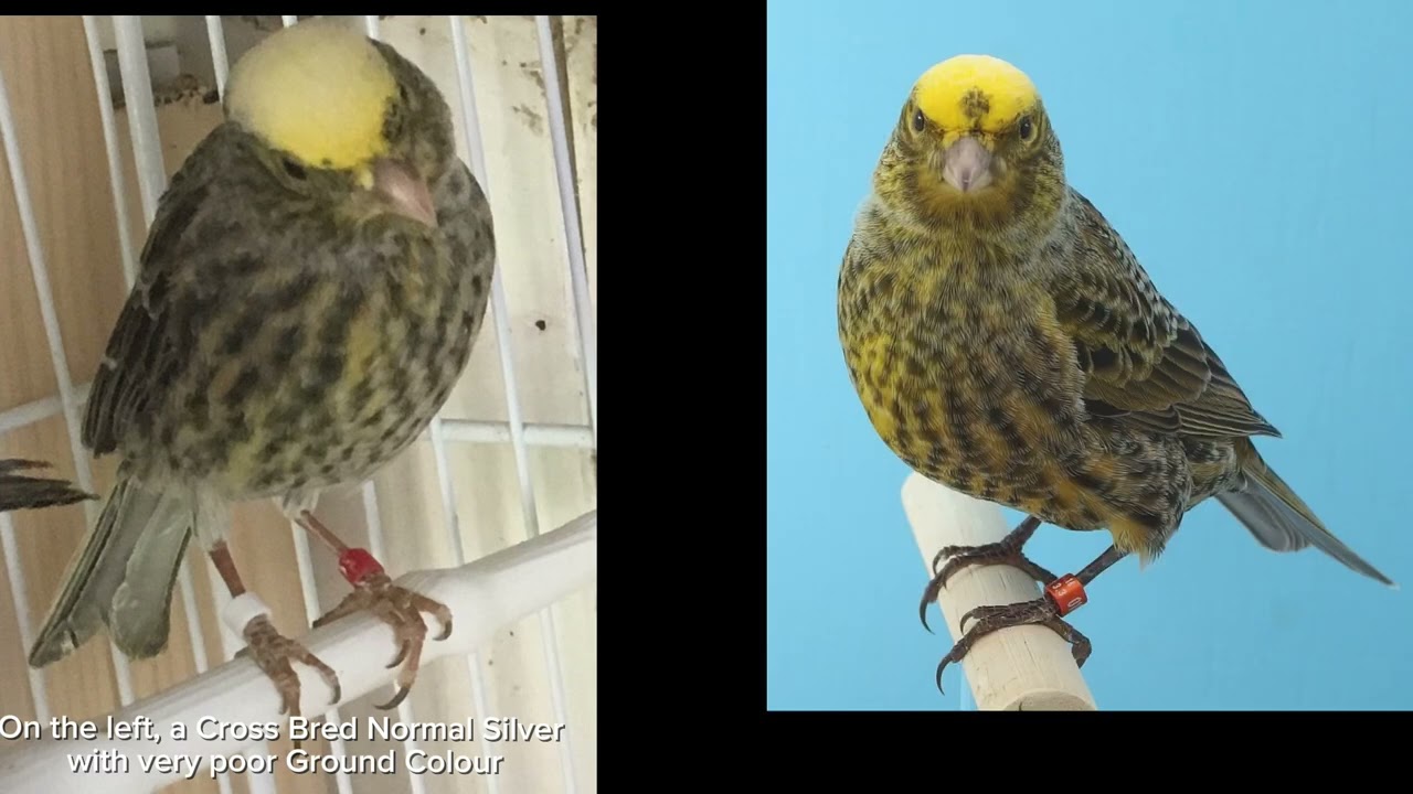 The Classic Lizard Canary, Season Two,Episode six