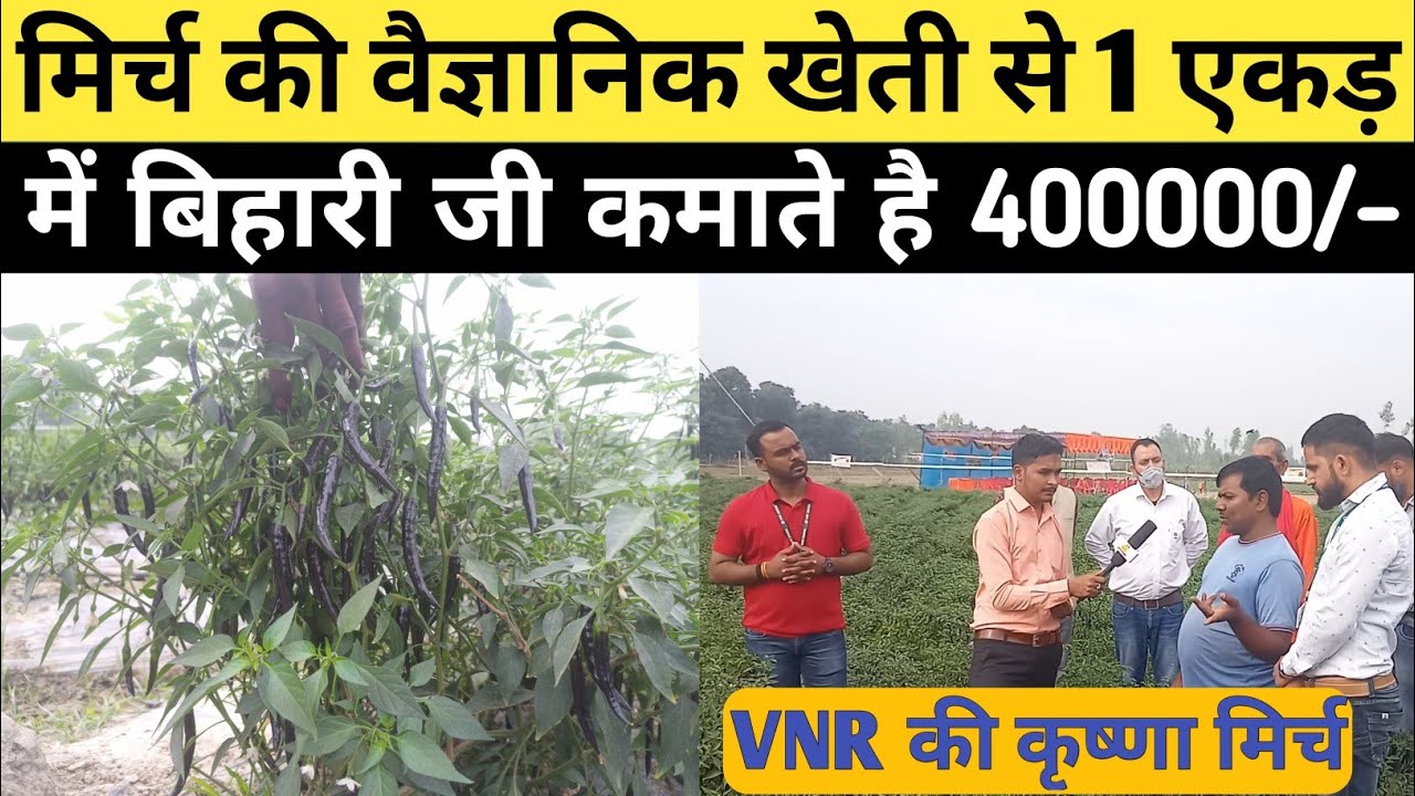 Mirch ki kheti kaise kare | Chilli farming | मिर्च की खेती कैसे करें | VNR Mirch ki kheti | Part -1