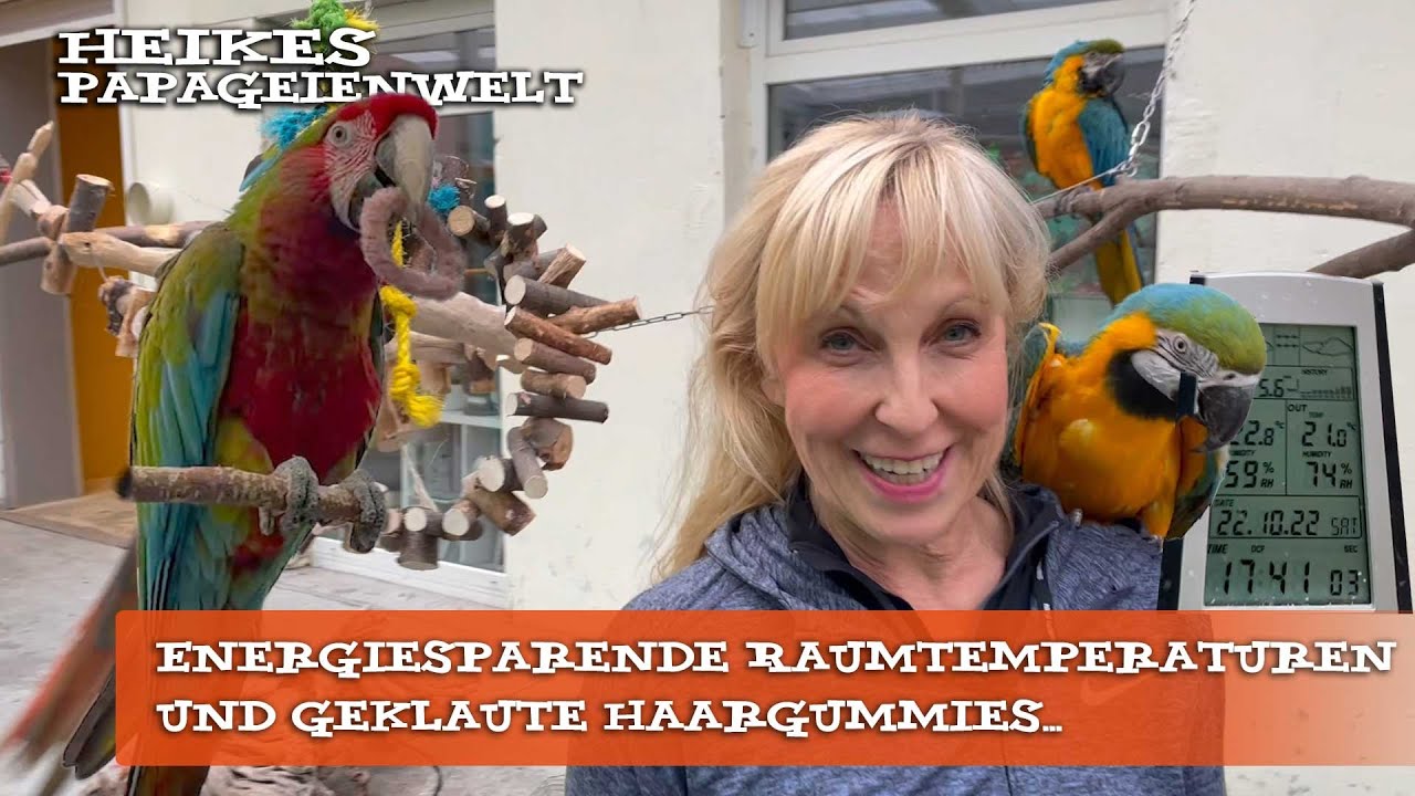 Wie vertragen Papageien energiesparende Raumtemperaturen?