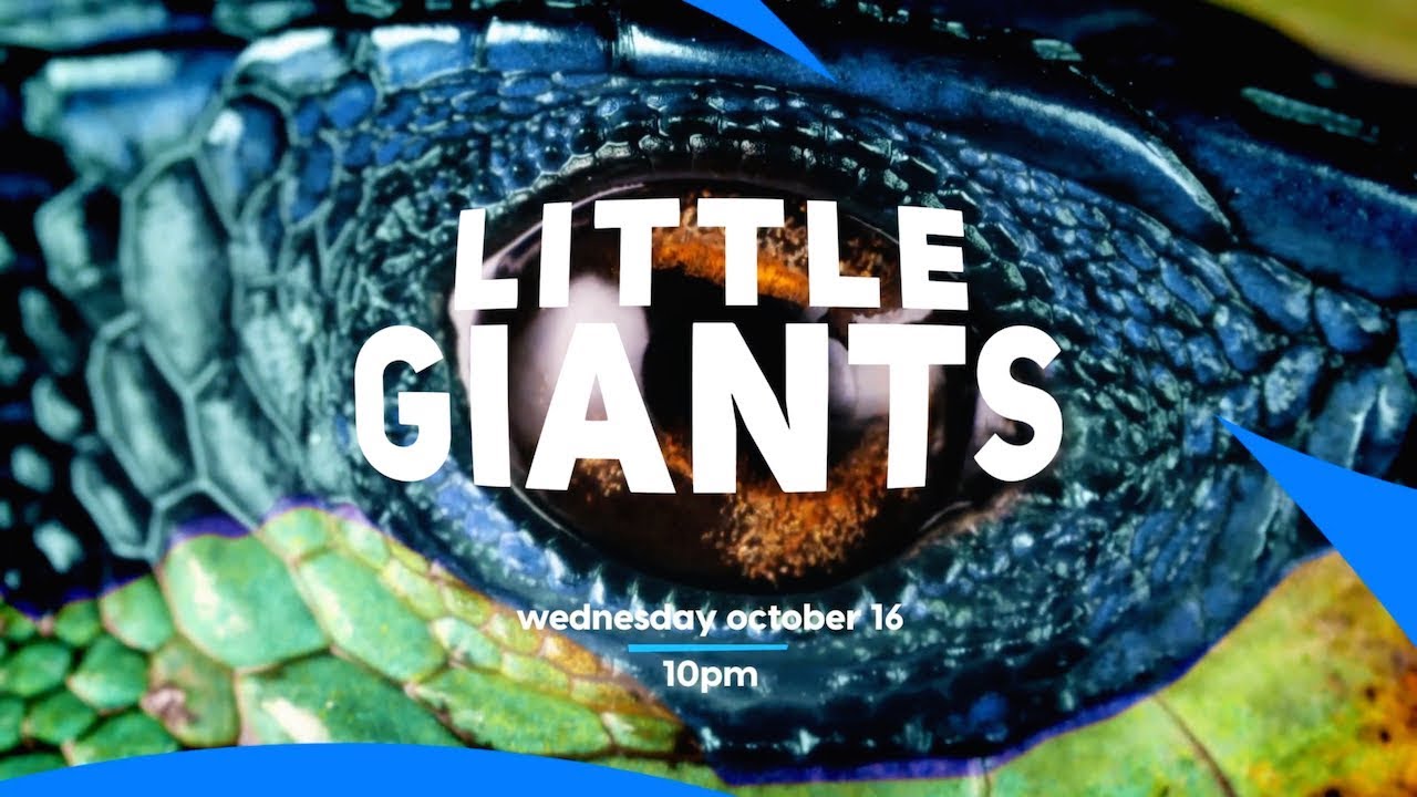 Little Giants