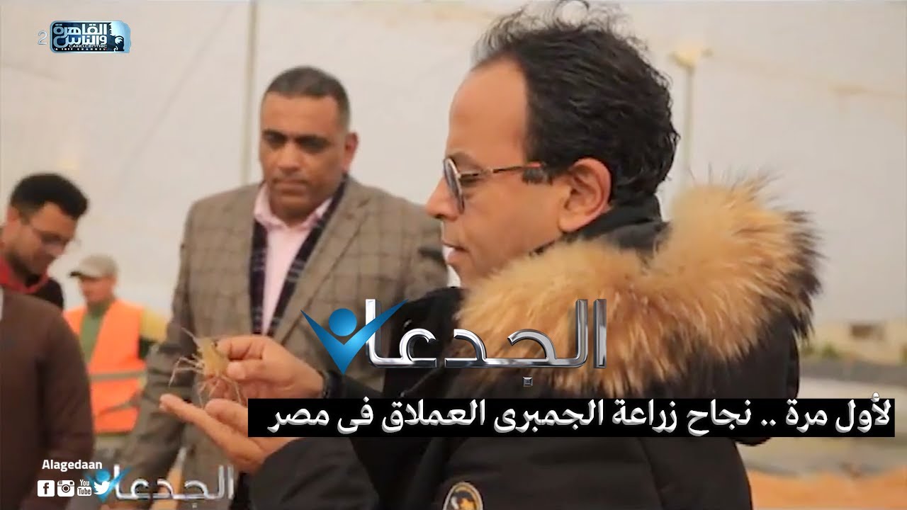 لأول مرة .. نجاح زراعة الجمبرى العملاق فى مصر